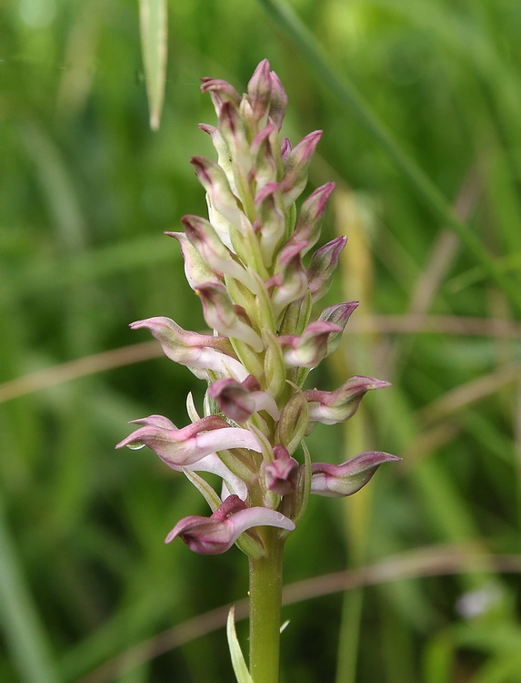 Anacamptis coriophora / Orchide cimicina